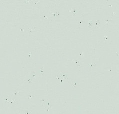 Линолеум Forbo Sphera Energetic 50220 mineral фото 1 | FLOORDEALER